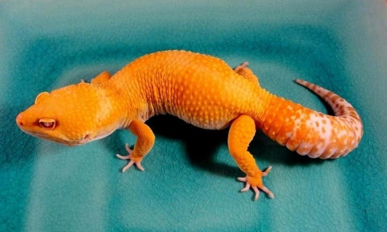 bandit x tangerine leopard gecko bandit x tangerine leopard gecko