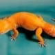 tangerine leopard gecko for sale