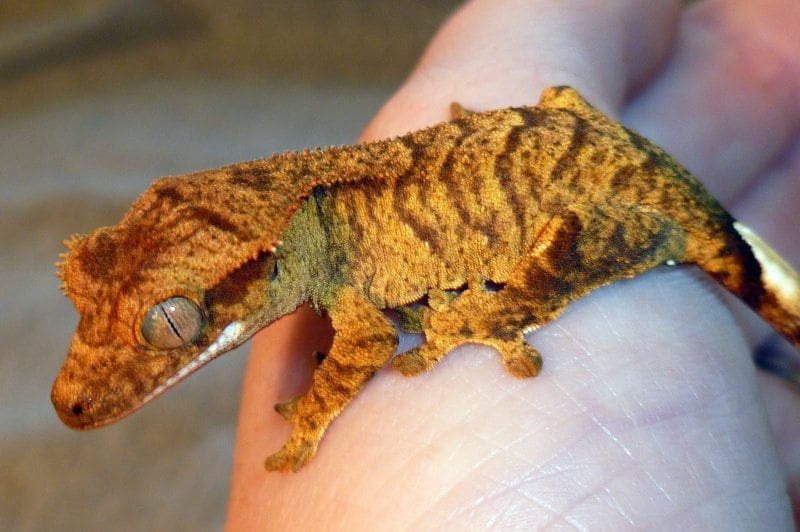 Tiger Crested Gecko