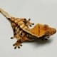 tiger pinstripe crested gecko