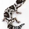 white out african fat tailed gecko for sale