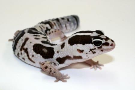 white out fat tail gecko