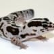 white out fat tail gecko