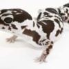 white out fat tailed gecko