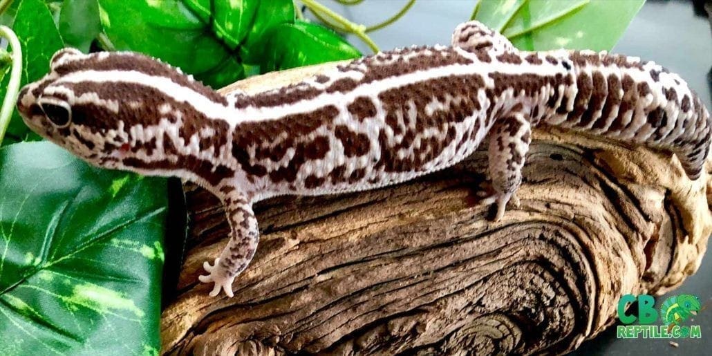 African Fat Tailed gecko morphs