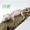 gargoyle gecko for sale