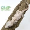 orange blotch gargoyle gecko
