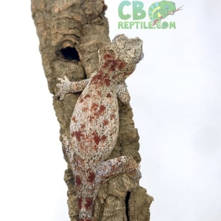 gargoyle geckos for sale