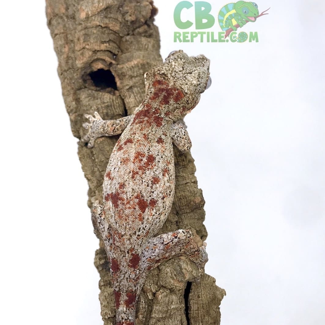 Red and Orange stripe gargoyle gecko for sale online baby orange red