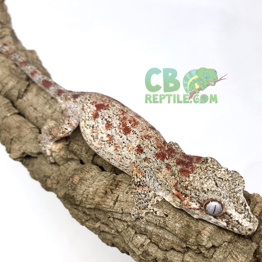 Red and Orange stripe gargoyle gecko for sale online baby orange red