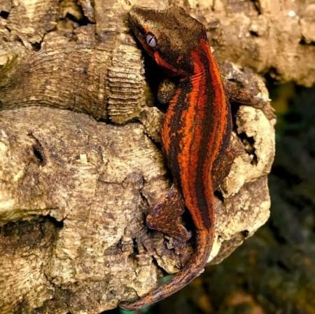 gargoyle gecko color morphs