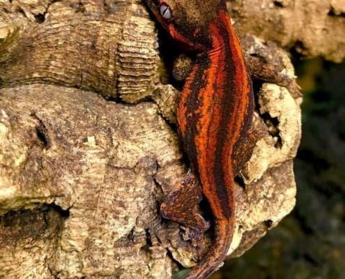 gargoyle gecko color morphs