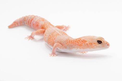 amelanistic african fat tail gecko for sale amelanistic african fat