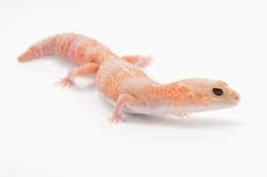 african fat tailed geckos for sale