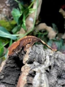 baby crested gecko