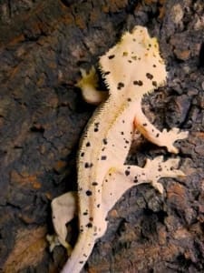 baby crested gecko