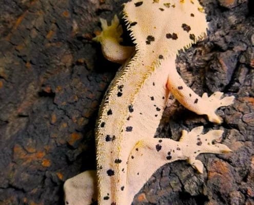 baby crested gecko for sale