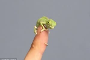 baby veiled chameleon for sale