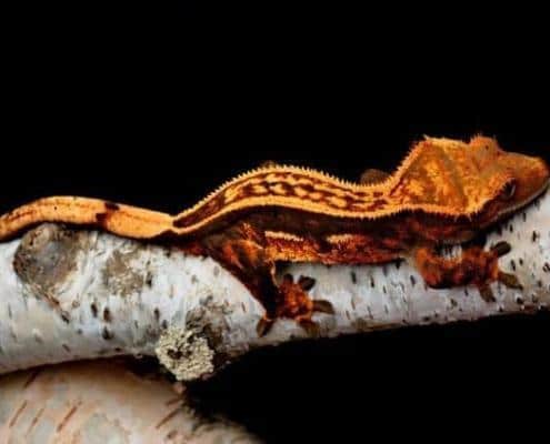 crested gecko for sale