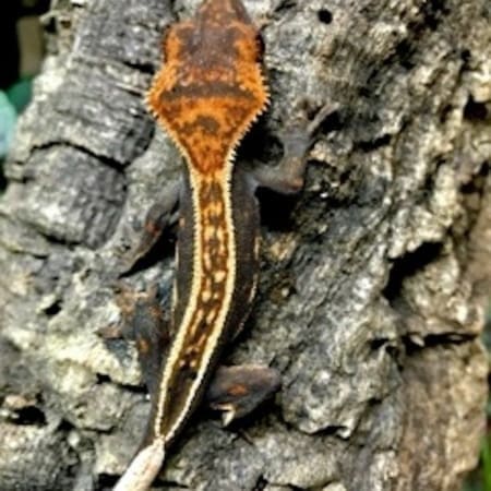 the best crested gecko breeders