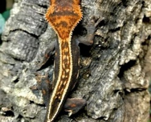 the best crested gecko breeders