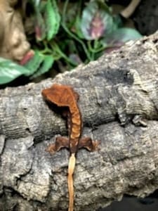 pet geckos for sale