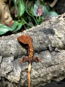 crested gecko near me