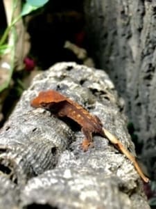 crested gecko