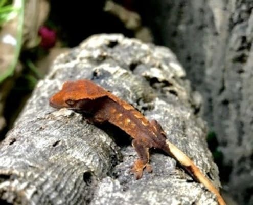 crested gecko for sale