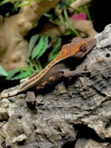 crested gecko care