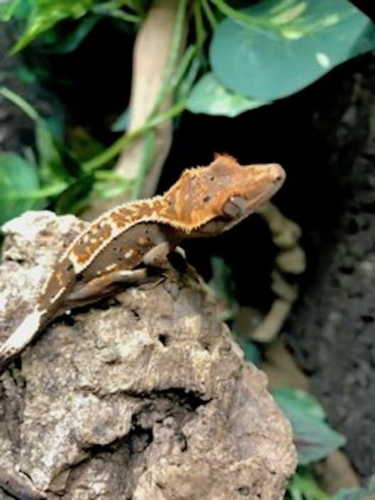 Best crested gecko breeders baby crested gecko breeders near me