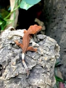 crested geckos