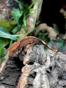 crested gecko morphs