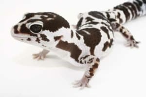 African Fat Tailed gecko morphs