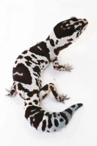 fat tailed gecko morphs