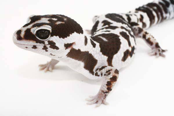 African Fat Tailed gecko morphs for sale fat tail gecko