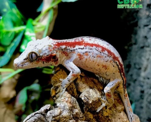 gargoyle gecko breeder