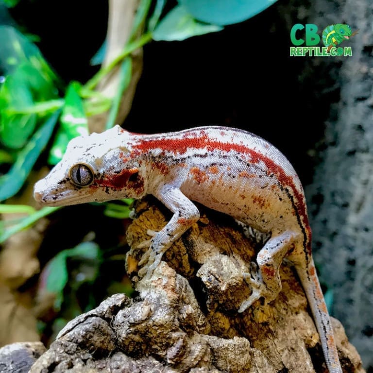 Gargoyle gecko breeders Best Gargoyle Geckos for sale online breeder