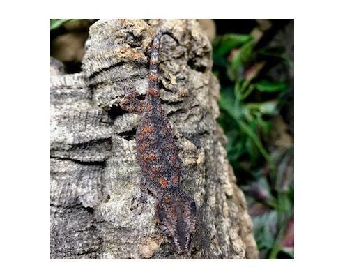 gargoyle gecko breeders