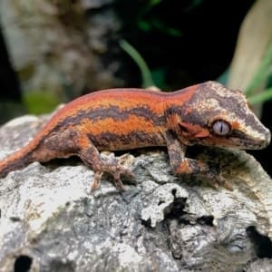 gargoyle gecko color morphs