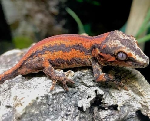 gargoyle gecko morphs