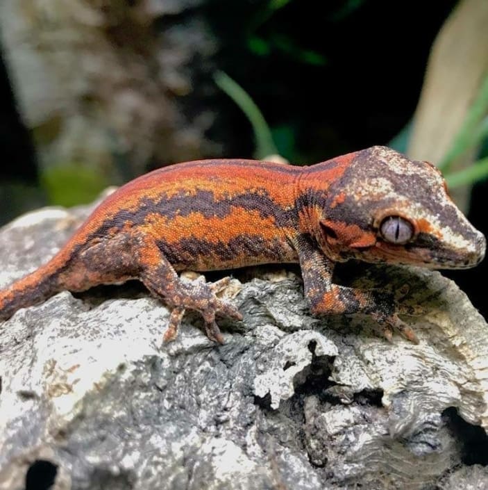 Breeding Gargoyle geckos how to breed Gargoyle Geckos color morphs