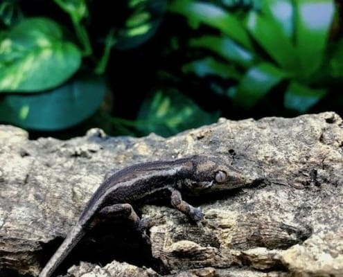 baby gargoyle geckos for sale