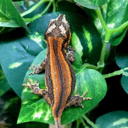 super stripe gargoyle gecko