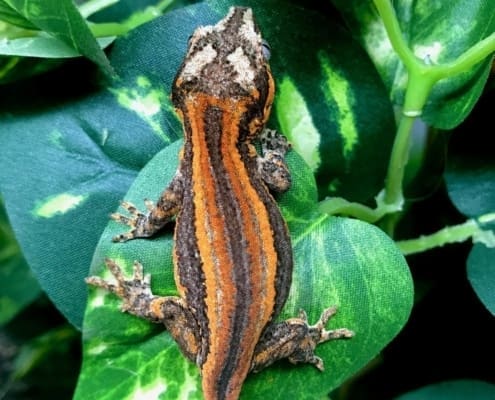 super stripe gargoyle gecko