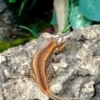 gargoyle gecko breeders