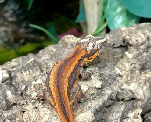 gargoyle gecko breeders