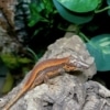 gargoyle gecko morphs for sale