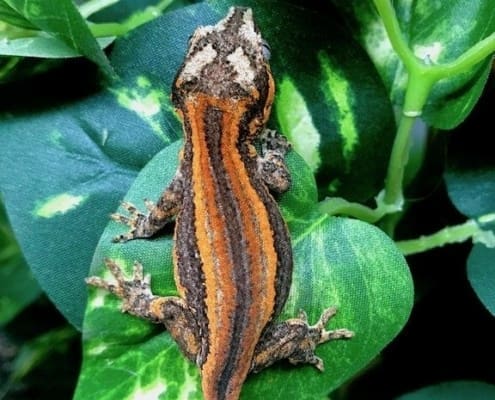 best gargoyle gecko breeders