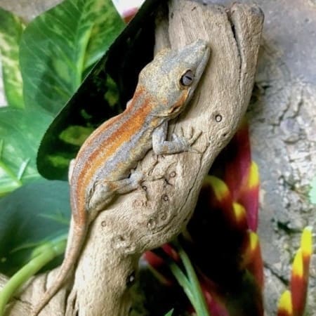 gargoyle gecko price